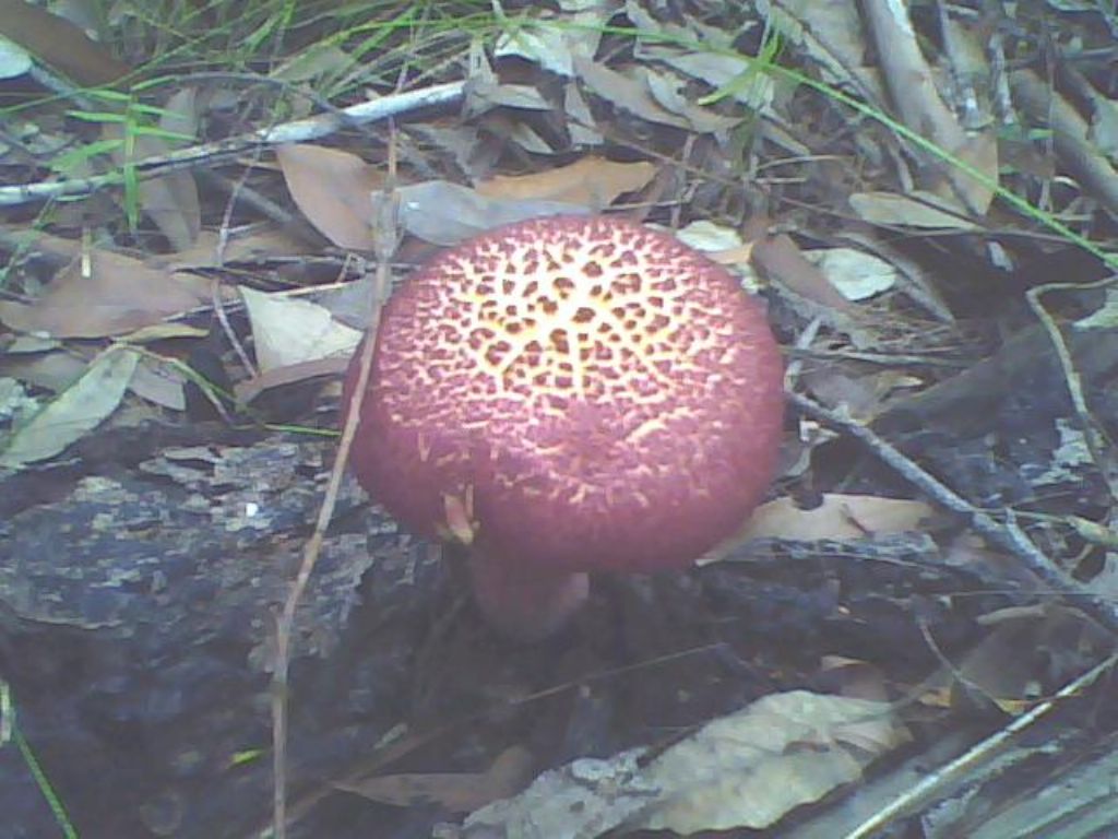 Boleto da DETERMINARE.